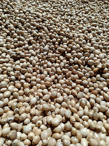 Organic Non-GMO Adlai Seeds (Ready to Plant Ginampay Variety)